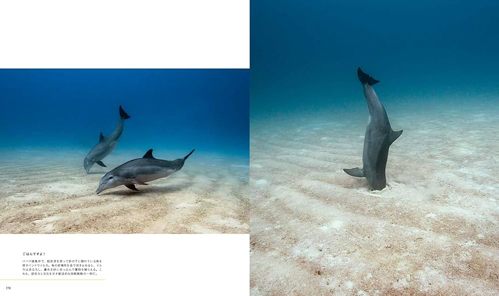 ナショナル ジオグラフィック クジラ 海の巨人 (NATIONAL